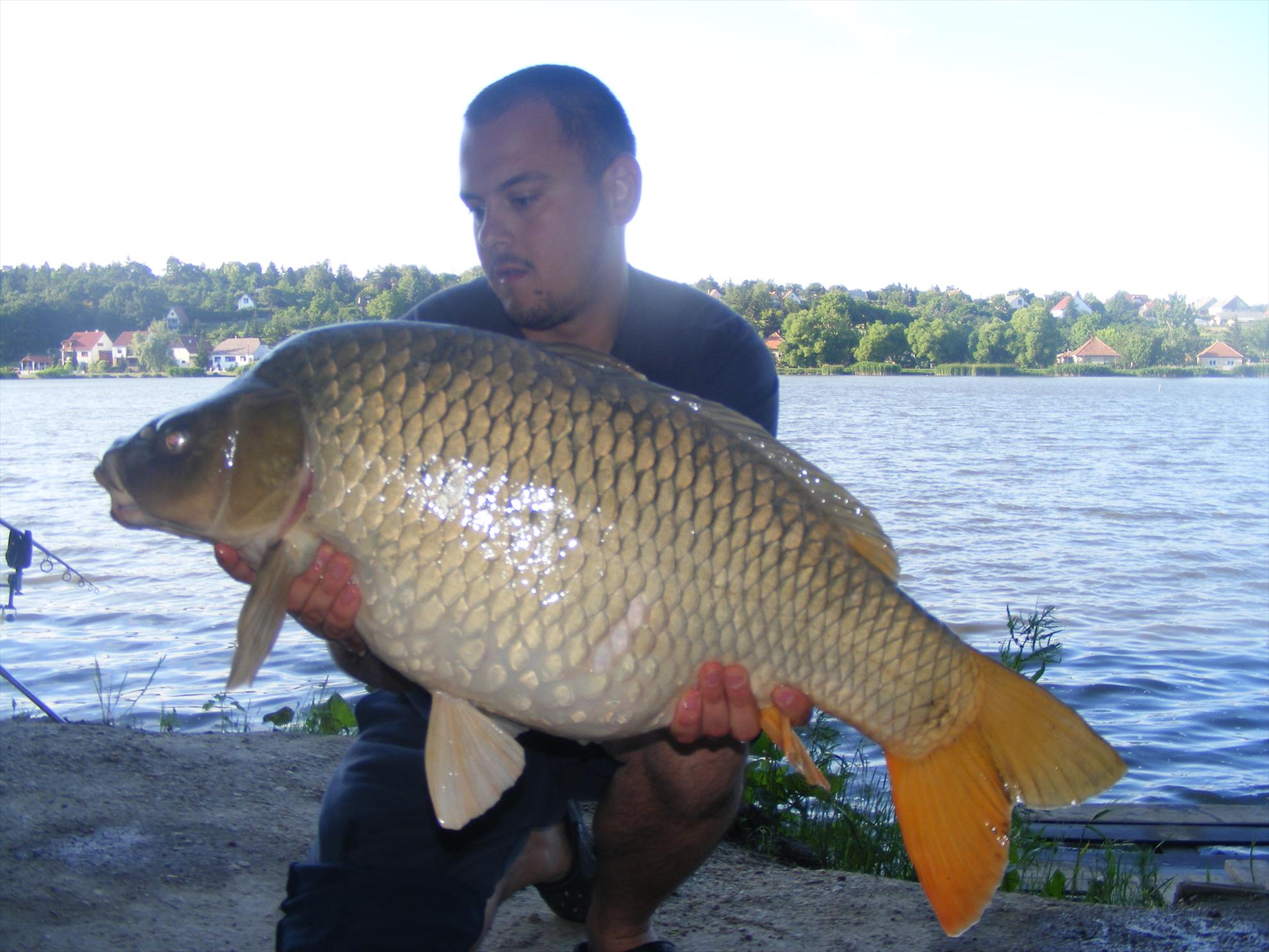 Harsanyi 2013 - dscf6303.JPG